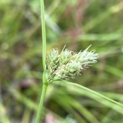 Carex inversa (Knob Sedge) at Googong, NSW - 11 Dec 2022 by Wandiyali