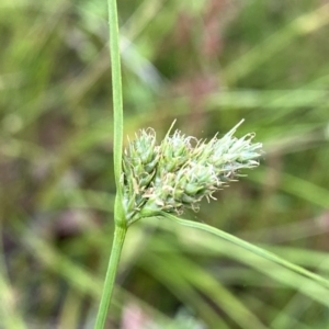 Carex inversa at Googong, NSW - 11 Dec 2022