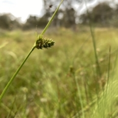 Carex inversa at Googong, NSW - suppressed