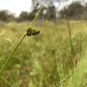 Carex inversa at Googong, NSW - suppressed