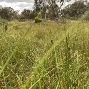 Carex inversa at Googong, NSW - 11 Dec 2022