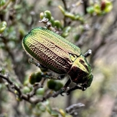 Diphucephala sp. (genus) (Green Scarab Beetle) at Bimberi Nature Reserve - 9 Dec 2022 by Pirom