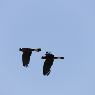 Zanda funerea (Yellow-tailed Black-Cockatoo) at Fyshwick, ACT - 11 Dec 2022 by JimL