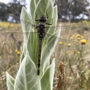 Anax papuensis at Googong, NSW - suppressed