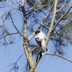 Coracina novaehollandiae (Black-faced Cuckooshrike) at Fyshwick, ACT - 10 Dec 2022 by JimL