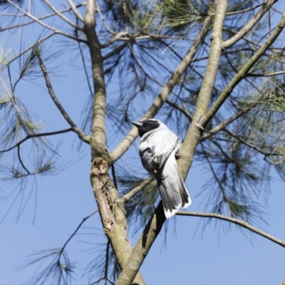 Coracina novaehollandiae (Black-faced Cuckooshrike) at Jerrabomberra Wetlands - 10 Dec 2022 by JimL