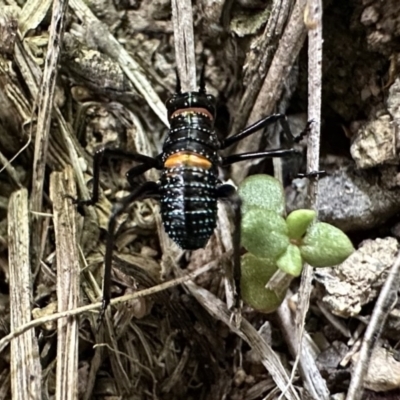 Acripeza reticulata (Mountain Katydid) at Namadgi National Park - 9 Dec 2022 by Pirom