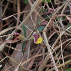 Bossiaea prostrata (Creeping Bossiaea) at Sweeney's TSR - 16 Oct 2022 by AndyRoo