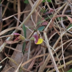 Bossiaea prostrata (Creeping Bossiaea) at Sweeney's Travelling Stock Reserve - 16 Oct 2022 by AndyRoo