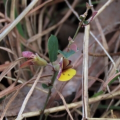 Bossiaea prostrata at Lake George, NSW - 16 Oct 2022 12:06 PM