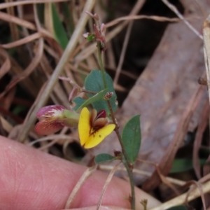 Bossiaea prostrata at Lake George, NSW - 16 Oct 2022 12:06 PM