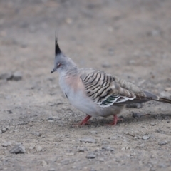 Ocyphaps lophotes (Crested Pigeon) at Fyshwick, ACT - 11 Dec 2022 by JimL