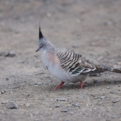 Ocyphaps lophotes (Crested Pigeon) at Fyshwick, ACT - 10 Dec 2022 by JimL