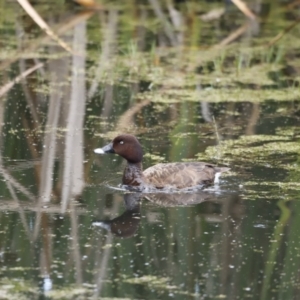 Aythya australis at Fyshwick, ACT - 11 Dec 2022