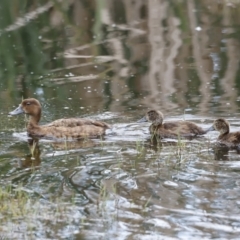 Aythya australis at Fyshwick, ACT - 11 Dec 2022