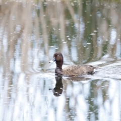 Aythya australis at Fyshwick, ACT - 11 Dec 2022