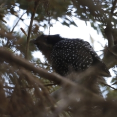 Eudynamys orientalis (Pacific Koel) at Fyshwick, ACT - 11 Dec 2022 by JimL