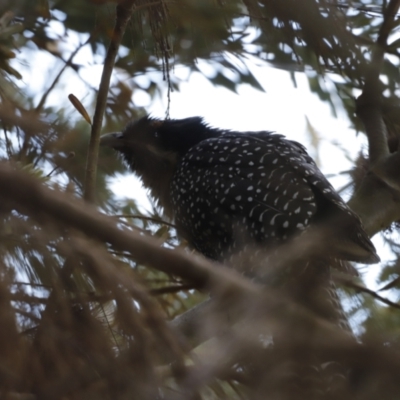 Eudynamys orientalis (Pacific Koel) at Jerrabomberra Wetlands - 10 Dec 2022 by JimL