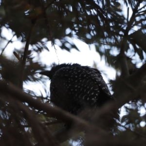 Eudynamys orientalis at Fyshwick, ACT - 11 Dec 2022