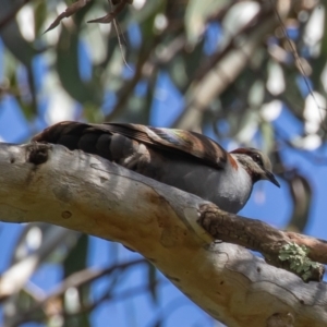 Phaps elegans at Acton, ACT - 11 Dec 2022