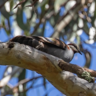 Phaps elegans (Brush Bronzewing) at Acton, ACT - 11 Dec 2022 by rawshorty