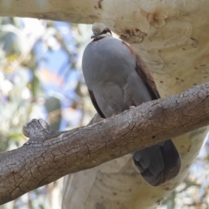 Phaps elegans at Acton, ACT - 11 Dec 2022