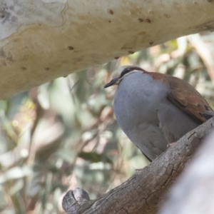 Phaps elegans at Acton, ACT - 11 Dec 2022