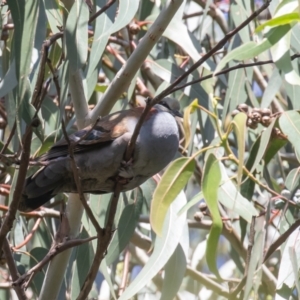 Phaps elegans at Acton, ACT - 11 Dec 2022