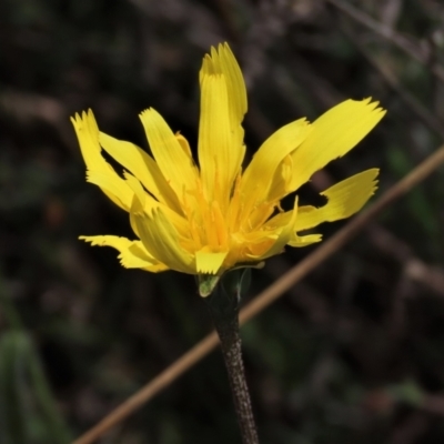 Microseris walteri (Yam Daisy, Murnong) at Lake George, NSW - 16 Oct 2022 by AndyRoo