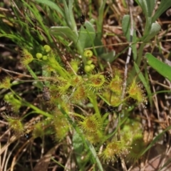 Drosera gunniana (Pale Sundew) at Sweeney's Travelling Stock Reserve - 16 Oct 2022 by AndyRoo