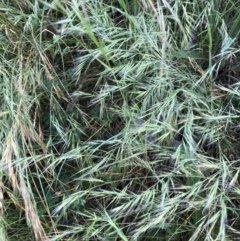 Vulpia (genus) (A Squirreltail Fescue) at Bruce, ACT - 4 Dec 2022 by JohnGiacon