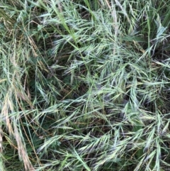 Vulpia sp. (A Squirreltail Fescue) at Flea Bog Flat to Emu Creek Corridor - 3 Dec 2022 by JohnGiacon