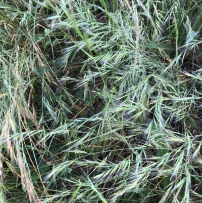 Vulpia (genus) (A Squirreltail Fescue) at Bruce, ACT - 4 Dec 2022 by JohnGiacon