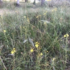 Bulbine bulbosa (Golden Lily) at Flea Bog Flat to Emu Creek Corridor - 3 Dec 2022 by JohnGiacon