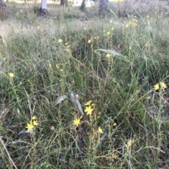 Bulbine bulbosa (Golden Lily, Bulbine Lily) at Bruce, ACT - 4 Dec 2022 by JohnGiacon