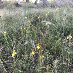 Bulbine bulbosa at Bruce, ACT - 4 Dec 2022 06:59 AM