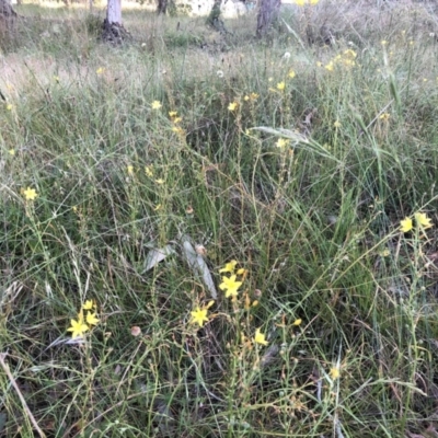 Bulbine bulbosa (Golden Lily) at Bruce, ACT - 3 Dec 2022 by jgiacon