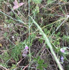 Geranium sp. (Geranium) at Flea Bog Flat to Emu Creek Corridor - 3 Dec 2022 by JohnGiacon