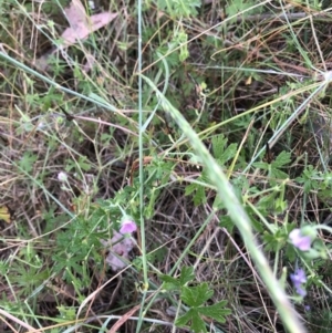 Geranium sp. at Bruce, ACT - 4 Dec 2022 07:00 AM