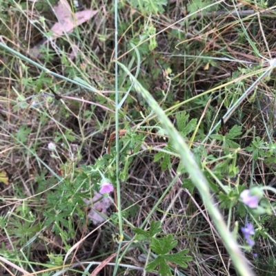 Geranium (genus) (Geranium) at Bruce, ACT - 4 Dec 2022 by JohnGiacon