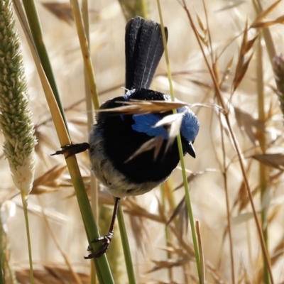 Malurus cyaneus (Superb Fairywren) at Fyshwick, ACT - 10 Dec 2022 by JimL