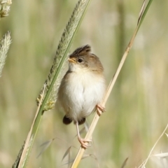 Malurus cyaneus at Fyshwick, ACT - 11 Dec 2022