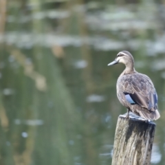 Anas superciliosa (Pacific Black Duck) at Fyshwick, ACT - 10 Dec 2022 by JimL