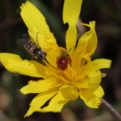 Exoneura sp. (genus) (A reed bee) at QPRC LGA - 16 Oct 2022 by AndyRoo