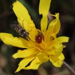 Exoneura sp. (genus) (A reed bee) at Sweeney's Travelling Stock Reserve - 16 Oct 2022 by AndyRoo