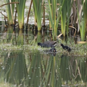 Gallinula tenebrosa at Fyshwick, ACT - 11 Dec 2022