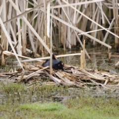 Gallinula tenebrosa at Fyshwick, ACT - 11 Dec 2022