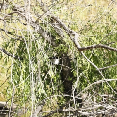 Rhipidura leucophrys (Willie Wagtail) at Jerrabomberra Wetlands - 10 Dec 2022 by JimL