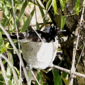 Rhipidura leucophrys at Fyshwick, ACT - 11 Dec 2022