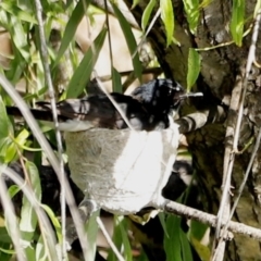 Rhipidura leucophrys at Fyshwick, ACT - 11 Dec 2022